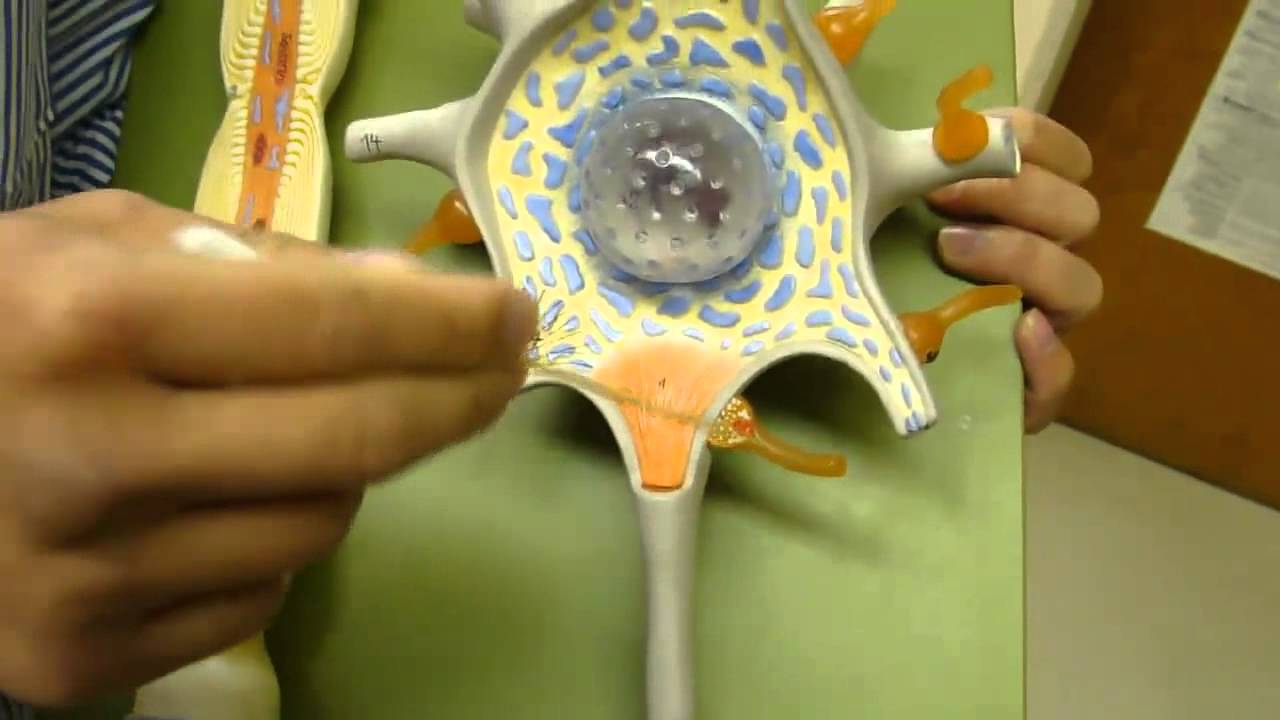 SOMSO Neuron Model