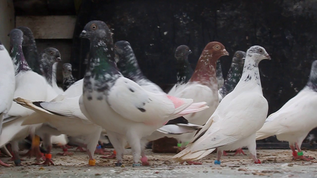 high flyer pigeons budapest high flyer best in great manchester budapest high flyers pigeons for sale