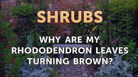 Jaké jsou choroby rhododendronů?