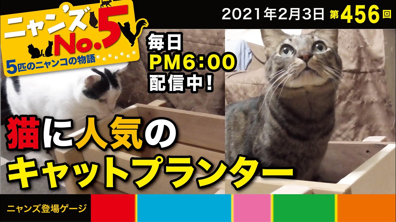 第456回 ワンズpapaに頂いたキャットプランターがニャンズ達に人気 どんなやり取りがあってるのかな Youtube