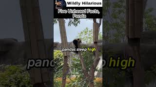 Pandas are proof that nature has a sense of humor 🐼 #AnimalFacts #Wildlife #Panda #animalfacts