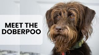 Doberman Poodle Mix AKA Doberpoo