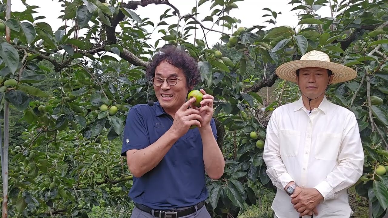 황금알농법 단감 중간평가 영농교육 단감재배 단감농사 단감명장 