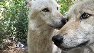 Wolf Kisses and Nibbles her Brother