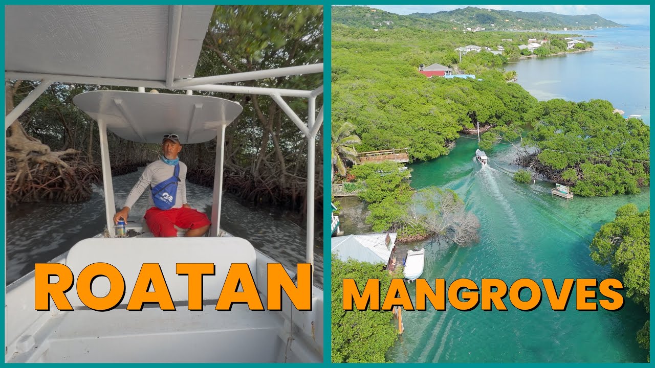 Roatan Mangroves Tour