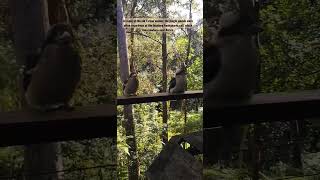 Kookaburra Duo #wildlife #nature #birds #kookaburra #australia #birdlovers #birdlife #sydney