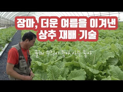 더운 여름 그리고 장마를 이겨낸 상추 재배 방법!! Lettuce technology that overcame the hot temperature and rainy season