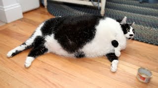 Funniest Fat Cat Compilation! by Pepe Frog 5,341 views 5 years ago 3 minutes, 22 seconds