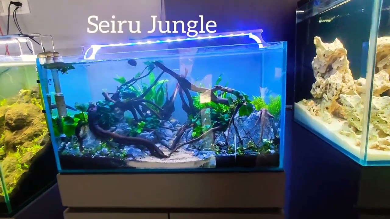 First Four Aquascapes- Initial Looks After Setup. 