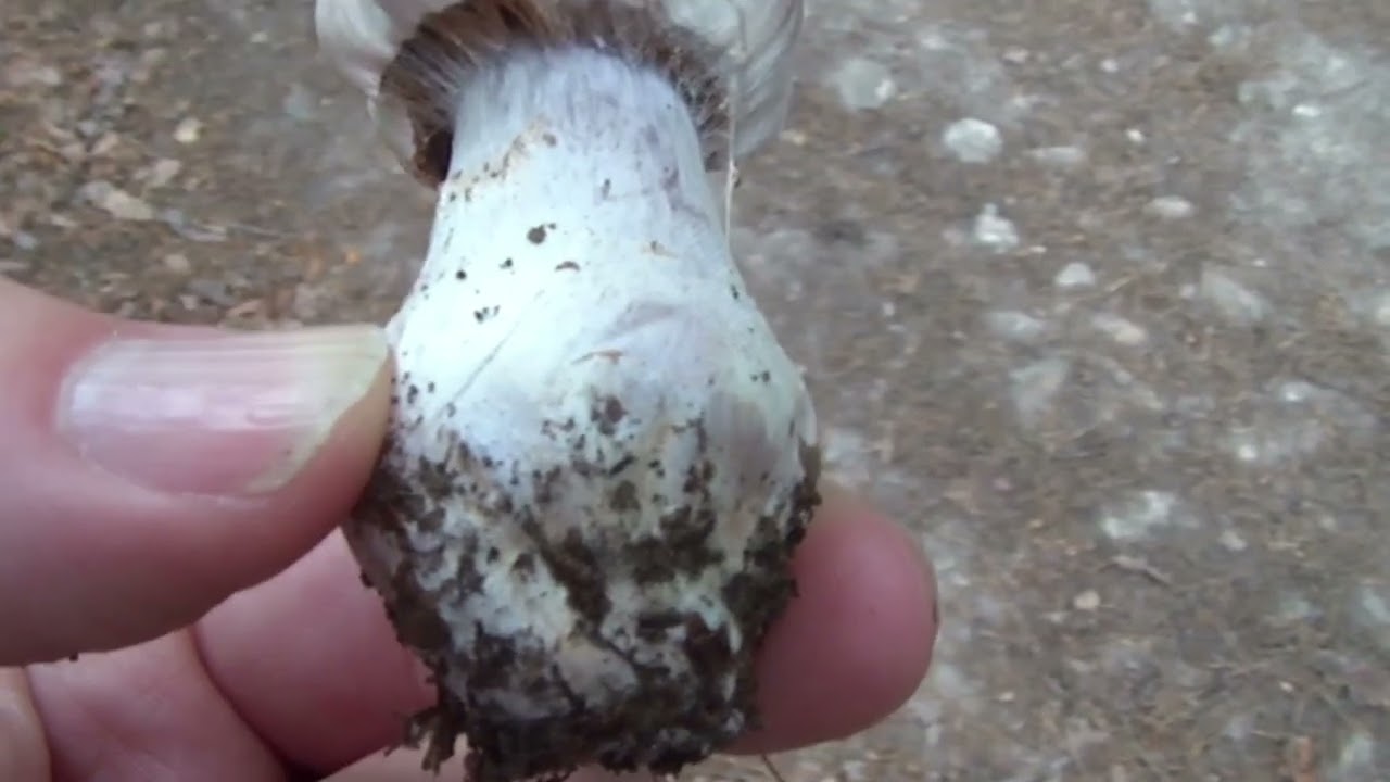 MONTFORT-SUR-RISLE (EURE) - BALADE AUTOMNALE EN FORÊT