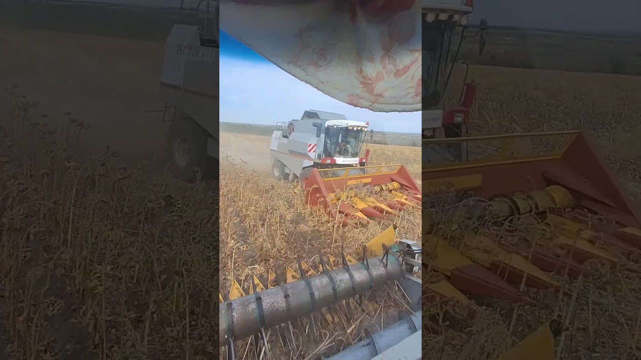 начал уборку подсолнуха 