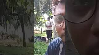 penangkaran bibit kelapa genja