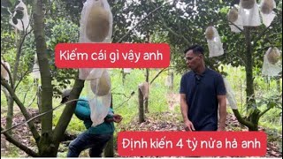 Vườn mít ruột đỏ Indonesia trồng 4 năm bán được 4 tỷ quá khủng