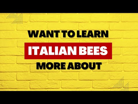 Видео: Яагаад итали зөгийг илүүд үздэг вэ?