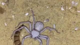 Adult Female Sicarius Terrosus ( Six Eyed Sand Spider ) Feeding