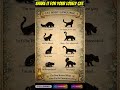 Cat body language #catfacts #cats