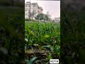 #neet #kota 🌿🌿#sad #music #slowedandreverb