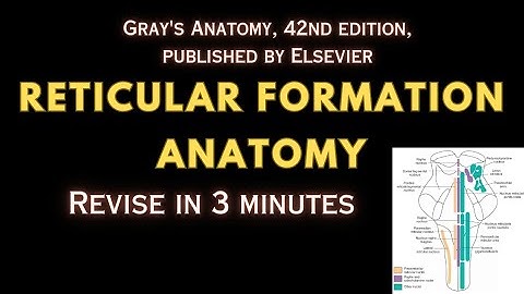 Reticular Formation | A Comprehensive Discussion | Neuroanatomy Lectures | Revise Medicine in 5mins