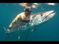 Spearfishing a 65 pound Kingfish (Spanish Mackerel)
