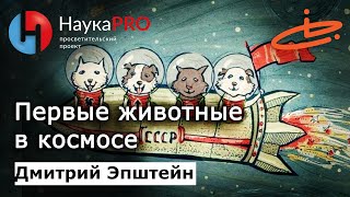 Первые животные в космосе: как запускали на орбиту собак и не только – Дмитрий Эпштейн | Научпоп