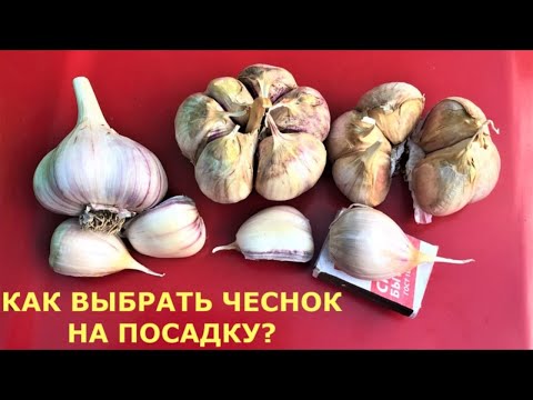 Чтобы вырастить крупный чеснок, когда сажать? Как выбрать чеснок на посадку? Хранение чеснока зимой