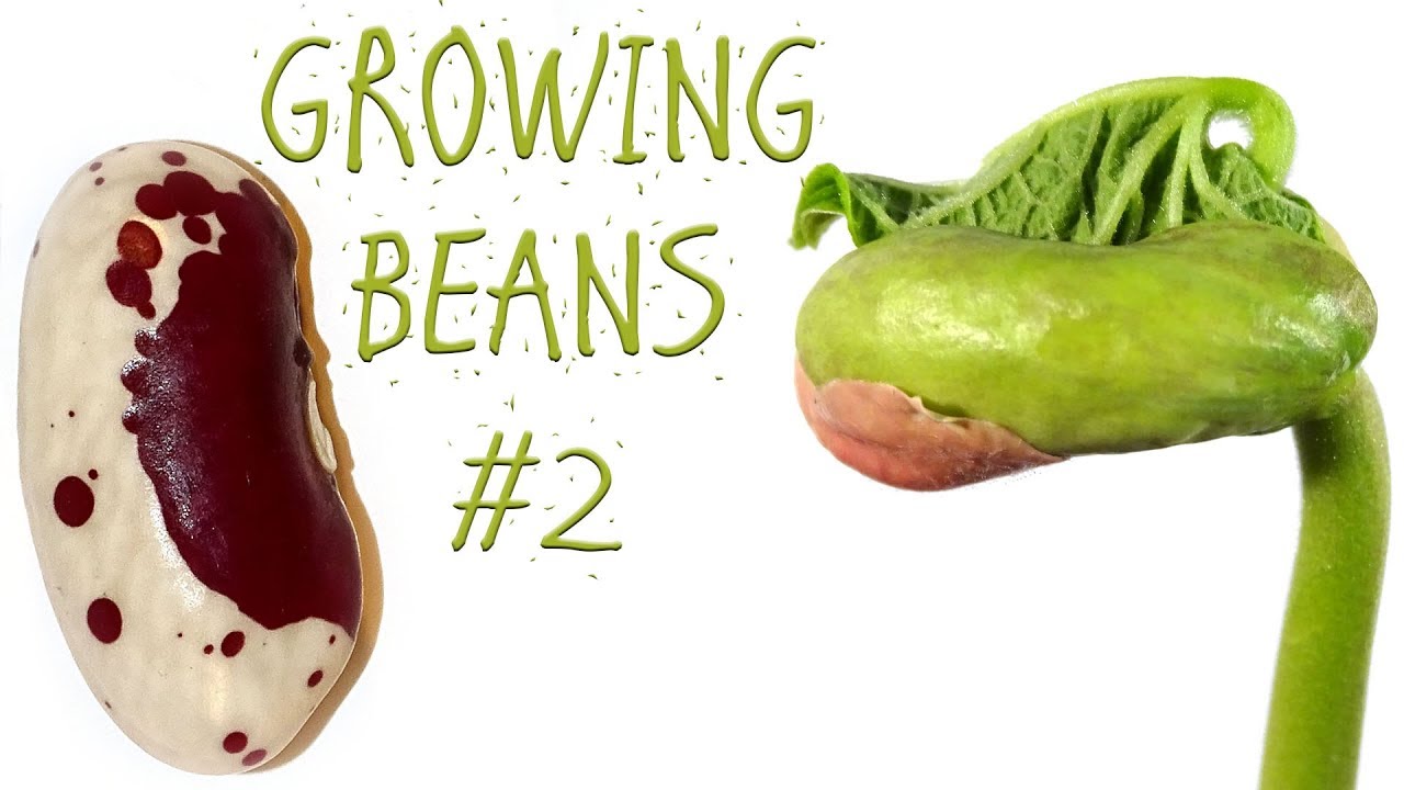 the-bean-plant-experiment-2-kidney-beans-youtube