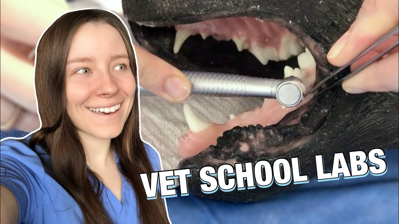 A PRODUCTIVE DAY IN VET SCHOOL dentistry lab and studying for vet