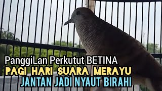 Perkutut Betina memanggil Jantan SUARA BAGUS | perkutut lokal gacor yang Susah BUNYI, LANGSUNG NYAUT