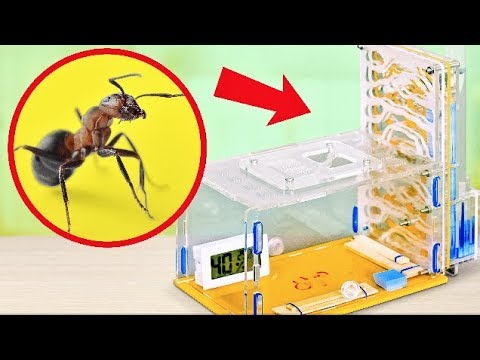 Как построить МУРАВЬИНУЮ ФЕРМУ ДОМА