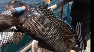 125 Jamaica Black Sea Bass Season Opener 2023 (limited out)