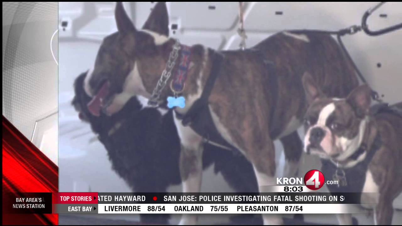 Professional Dog Service Found Leaving Dogs in Hot Car - YouTube