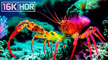 16K HDR Coral Reefs: A Tranquil Dive into Ocean Beauty with Gentle Piano Ambience