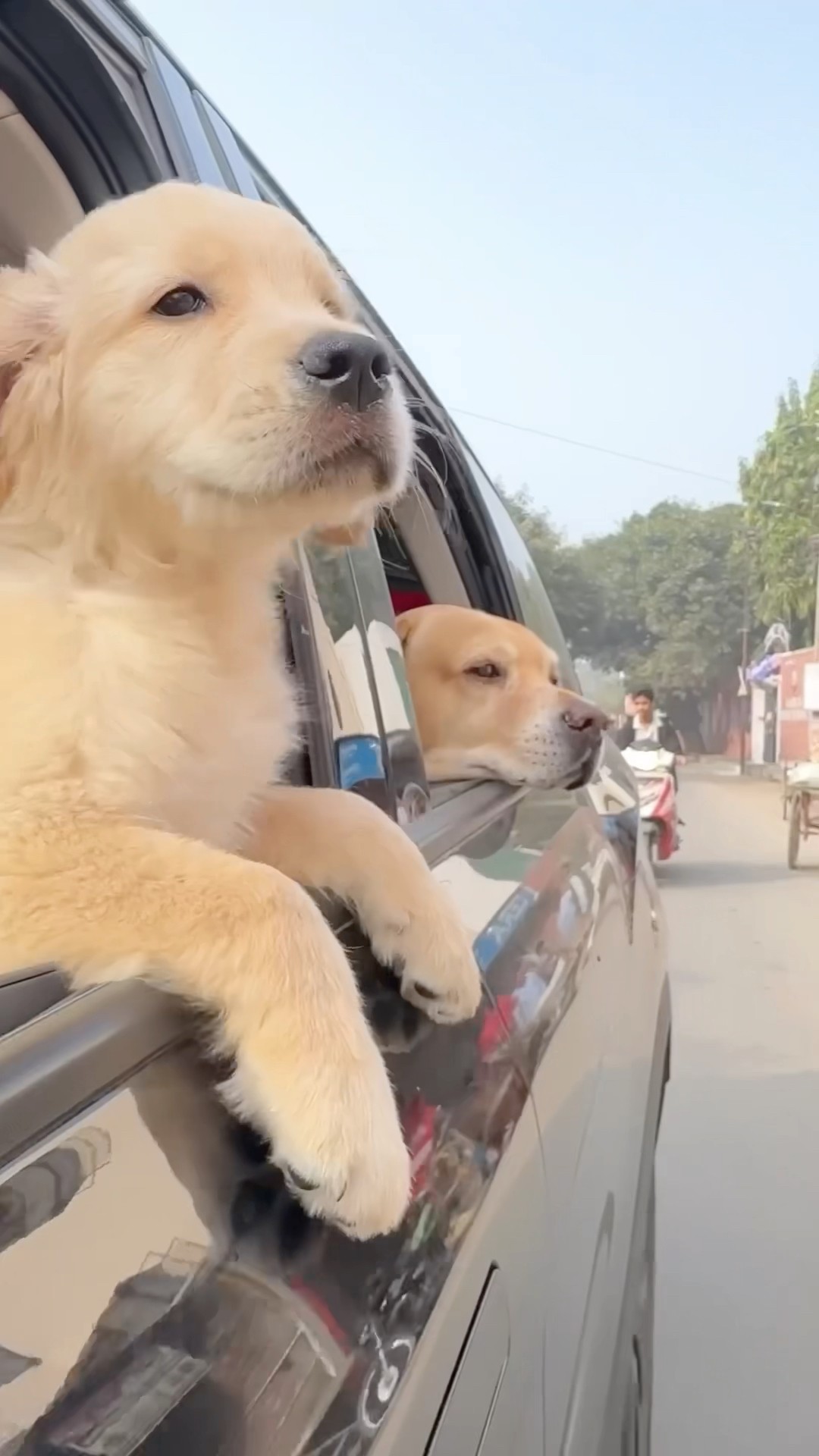 Roadtrip with leo \u0026 reo? #shorts | Anant Rastogi