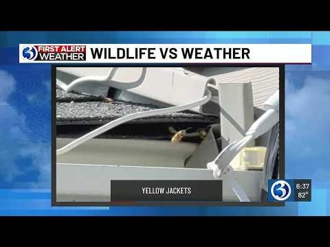 First Alert Weather Extra: Wildlife vs. Weather with Yellow Jackets!