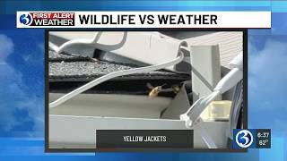 First Alert Weather Extra: Wildlife vs. Weather with Yellow Jackets!