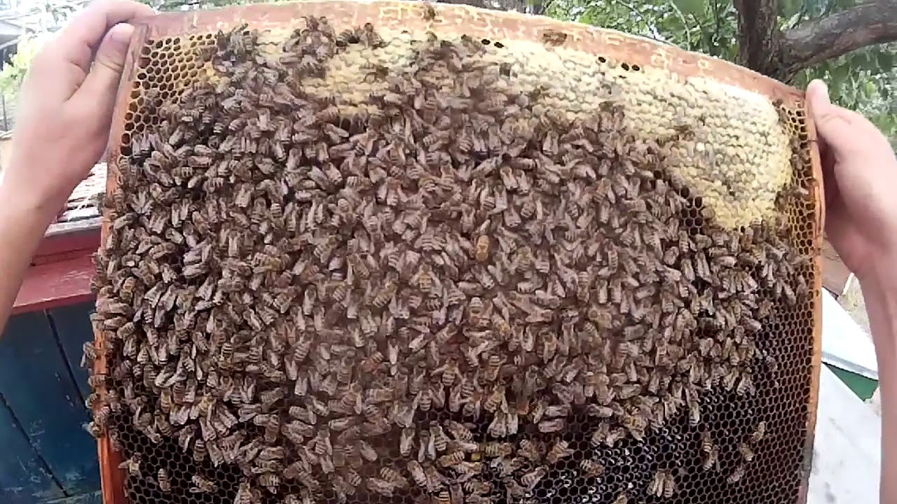 Забота о пчелами в период цветения
