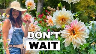 The Most Important Thing I'm Doing to My Dahlias Right Now