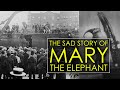 The Day An Elephant Was Hanged To Death | Murderous Mary