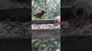 Evening Grosbeaks, American Goldfinch, Red Nuthatch, Chicadees, Oregon Juncos & more by Zelda Zelda 47 views 4 months ago 2 minutes, 7 seconds