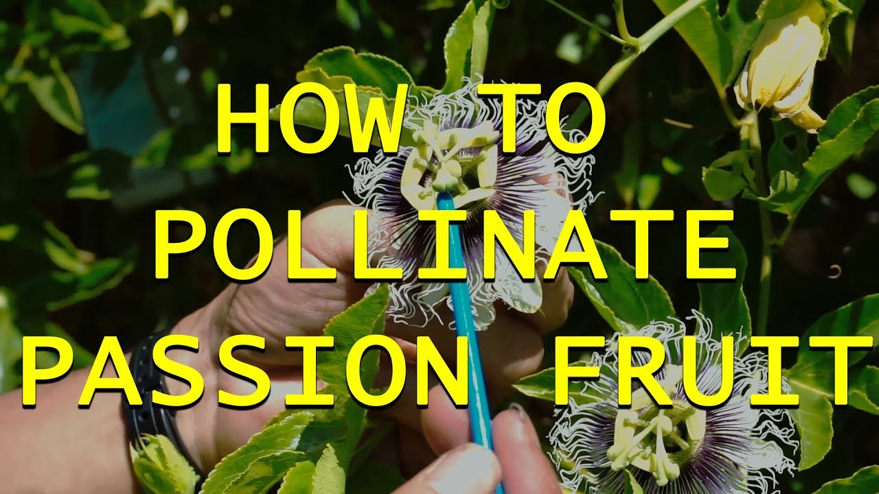 How to Pollinate Passion Fruit YouTube