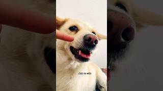 Aww soo cute 🥰 #petsempire #shortsfeed #ytshorts #petshub #pets #doggielife #love #cutepup #puppey