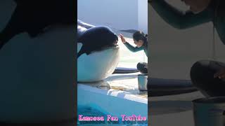 ルーナ激カワ♥ #Shorts #鴨川シーワールド #シャチ #kamogawaseaworld #orca #killerwhale