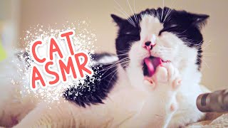 🎧 ASMR Cat Grooming #92 by Curry Sugar Meow 8,800 views 2 years ago 9 minutes