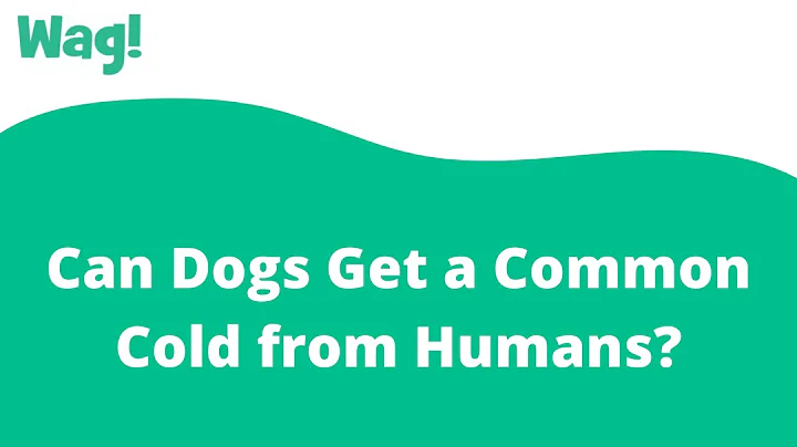Can Dogs Get a Common Cold from Humans? | Wag!