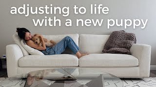 adjusting to life with a new puppy (work, socializing, deep cleaning the house) | VLOG