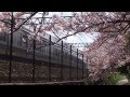 JR神戸線 桜舞うころ