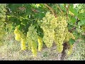 Як виростити органічний виноград