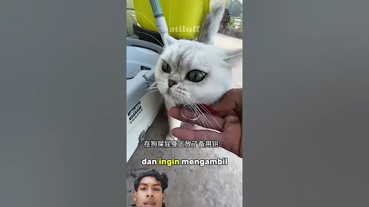 #kucing #kucinganggoralucudanimut #kucinglucu #kucinglucubandung #cat #imut #kucingbelangtiga