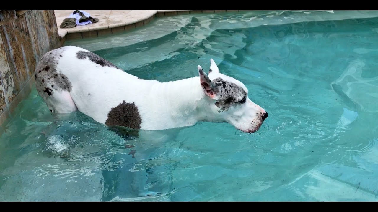 Great Dane Allowed to Go For a Swim 