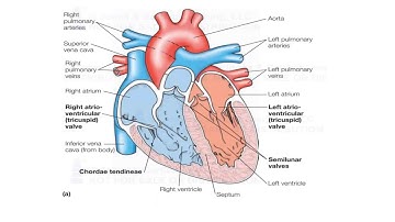 Electrical Activity of Heart and its construction  Part 1